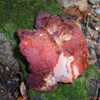 Гриб печёночница обыкновенная. Съедобный, вкусный и полезный! :: Андрей Заломленков