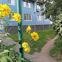 Цветы. :: Владимир Драгунский