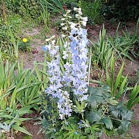 Цветы. :: Владимир Драгунский