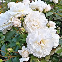 Цветы. :: Владимир Драгунский