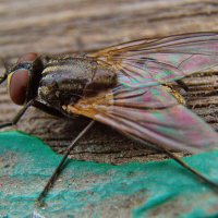 Муха :: Александр Лычагин