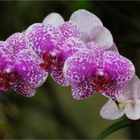 *** :: Ирина С