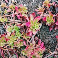 Цветы октября :: Георгиевич Цветы октября :: Георгиевич