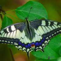 Мая бабочка :: Владимир Максимов Мая бабочка :: Владимир Максимов