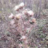 Там в октябре... :: Андрей Хлопонин