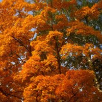 Костер осени :: Елена Семигина Костер осени :: Елена Семигина