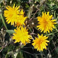 Осот полевой :: Галина Минчук