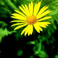 Жёлтая ромашка :: Евгений Жёлтая ромашка :: Евгений