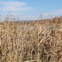 Травы-травы... :: Галина Минчук