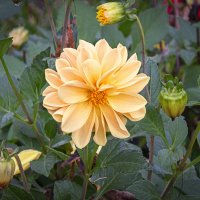 Георгин далия жёлтый. :: Aleksey Afonin