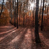 Осеннее солнце :: Александр Синдерёв