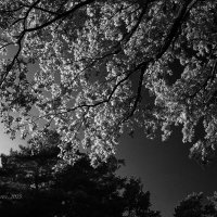 Ветки :: Александр Синдерёв Ветки :: Александр Синдерёв