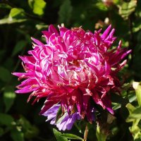 Астра :: Рита Симонова