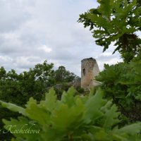 Природа Крыма :: Amazing Cosmea