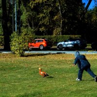 Догнать огаря не получится. :: Татьяна Помогалова Догнать огаря не получится. :: Татьяна Помогалова