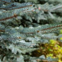 Иголки :: Владимир Иванович