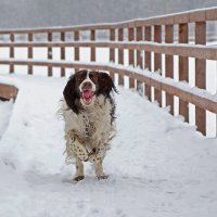 навстречу :: Ирина С