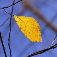 Стойкий :: Наталия Григорьева