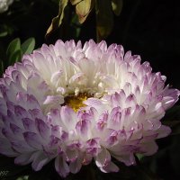 Астра :: Freddy 97