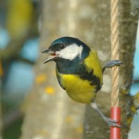 про синчку... :: Andrey Bragin 