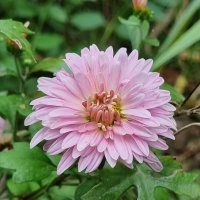 Хризантема :: Наталья 