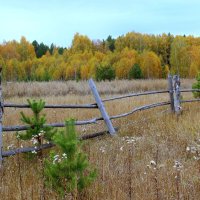 Осенний лес :: Владимир Помазан