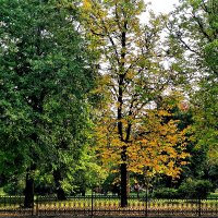 *** :: Любимова Ольга 