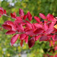 Веточка :: Владимир Помазан