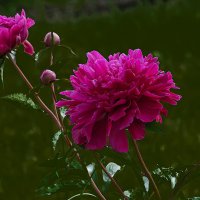 Пион. :: Александр 