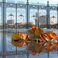 3 октября в ЦПКиО :: Михаил Бибичков