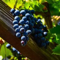 виноград :: Дмитрий Лупандин