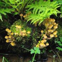 Опята осенние. :: VasiLina *