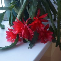 эпифиллум :: zavitok *