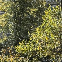 Осень за окном... :: Татьяна Юрасова