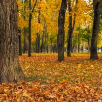 Осенние :: юрий поляков Осенние :: юрий поляков