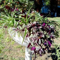 Осень в парке Октября :: Нина Бутко Осень в парке Октября :: Нина Бутко