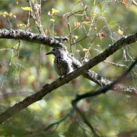 Кедровка в городском парке :: Сергей Владимирович Егоров