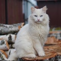 На березовом троне :: Сергей Ц