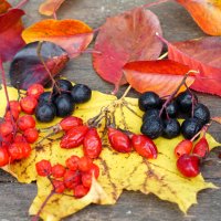 Осенние ягоды :: Сергей Ц