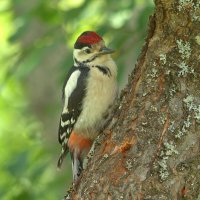 ... :: Вячеслав Минаев