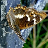 опять про бабочек 38 :: Александр Прокудин опять про бабочек 38 :: Александр Прокудин