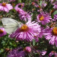 Моменты сентября :: Елена Елена Моменты сентября :: Елена Елена