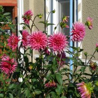 Георгины :: Елена Елена