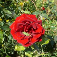 Зелёные гости на красном цветке :: Елена Елена