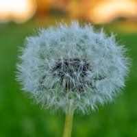 .. :: vladimir .. :: vladimir