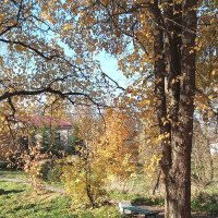 Золото  осени :: Фотогруппа Весна