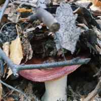 Сыроежка осенняя :: Георгиевич 