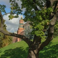 Старый дуб. :: Николай 