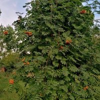 Рябина. :: Владимир Драгунский