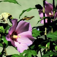 Растительный мир :: Роман Савоцкий